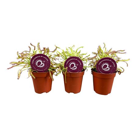 Drosera Mix