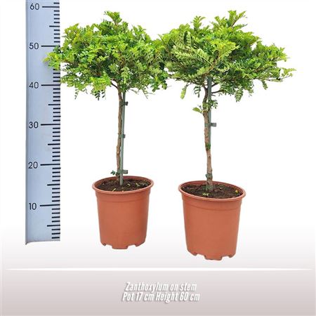 Zanthoxylum On Stem