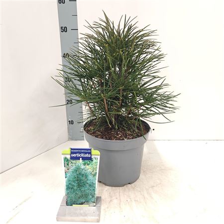 Sciadopitys Verticillata