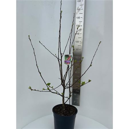 Malus Red Sentinel