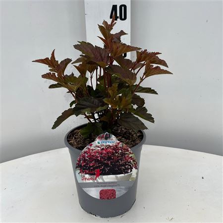 Physocarpus Op Little Angel