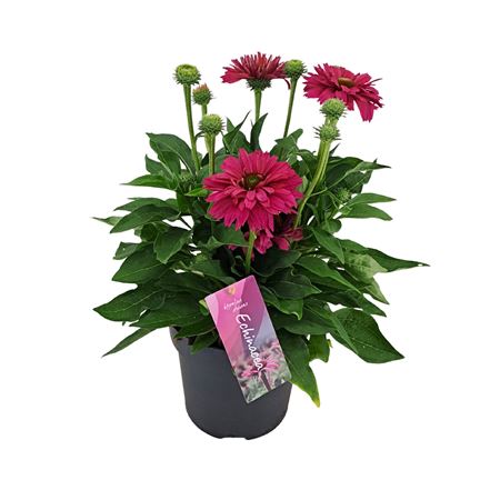 Echinacea Sunseekers Sweet Fuchsia