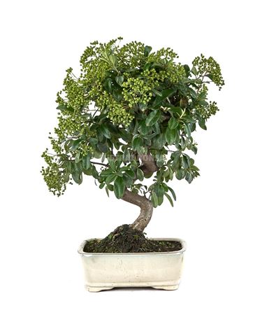 Bonsai Outdoor Pyracantha Angustifolia Pz-erwiam B