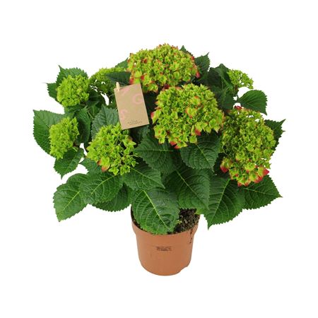 Hydrangea Ma Red 9+