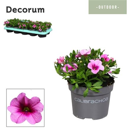 Calibrachoa Uno Pink (decorum)
