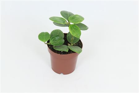 Hoya Christine