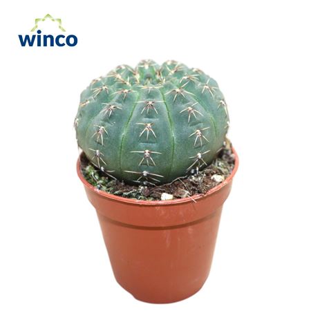 Gymnocalycium Quelianum