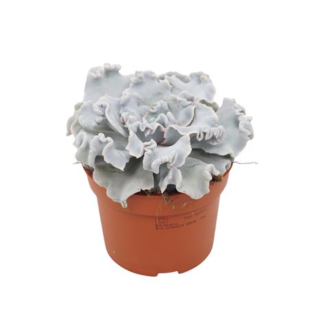 Echeveria Crispy Beauty