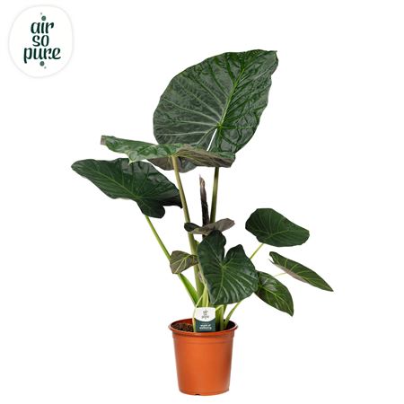 Alocasia Regal Shield