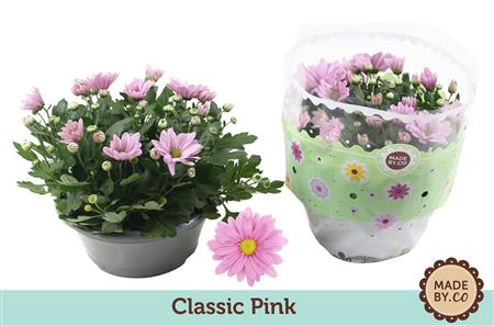 Chrys Classic Pink In Bowl