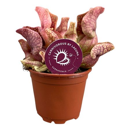 Sarracenia Sylwia