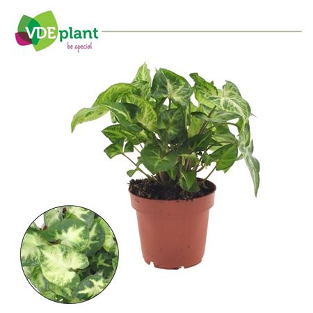 Syngonium Pixie