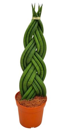 Sansevieria Cylindrica Braided