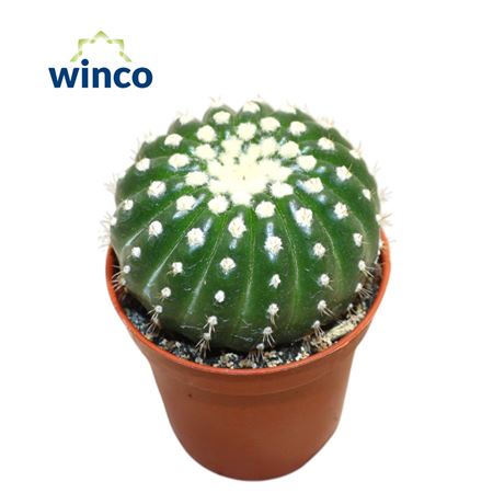Notocactus Uebelmaniana Inermis