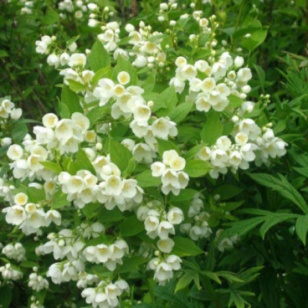 Чубушник виргинский в тубе