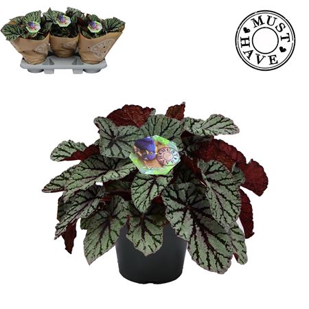 Begonia Rex Fedor Must Have