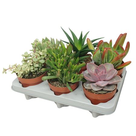 Succulent Mix (cites Free)