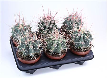 Ferocactus Rectispinus