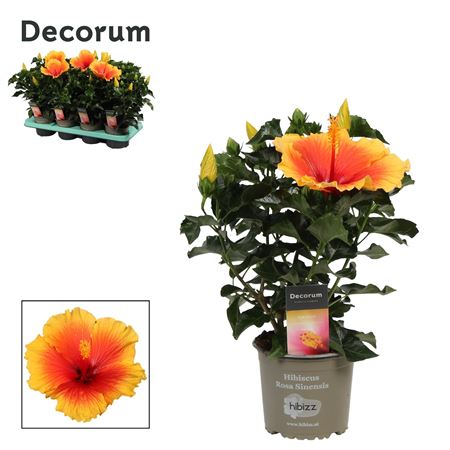 Hibiscus Salsa Bicolor 5+ (decorum)