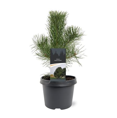 Pinus Nigra Nigra
