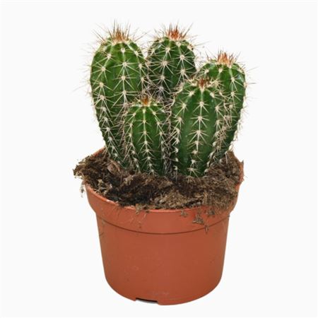 Pachycereus Pecten-aboriginum