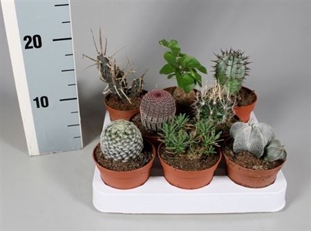 Cactus Mix Aparte