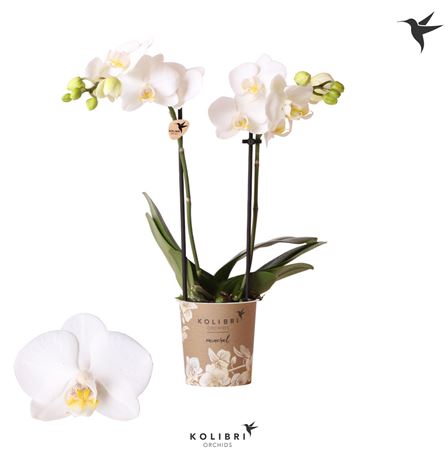 Phal Little Kolibri 2st Sweden 22+ (ok)
