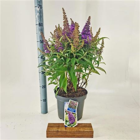 Buddleja Dav Little Lila