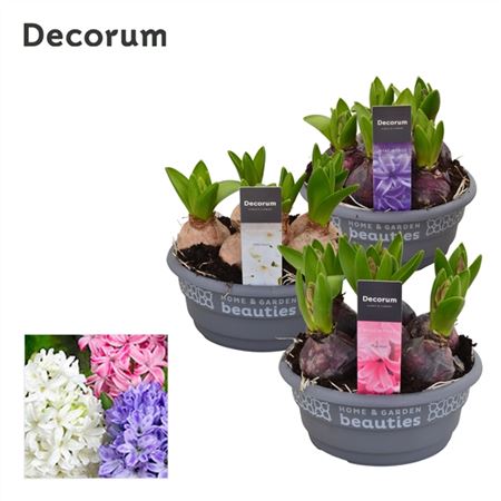Hyacinthus Mix Bowl (decorum)