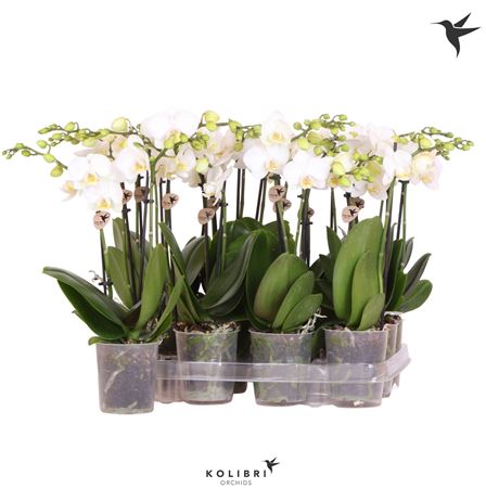 Phal 2st White 22+ (ok Plant)