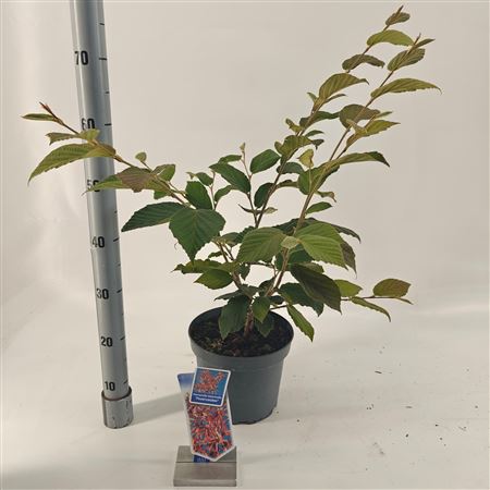 Hamamelis Int Feuerzauber