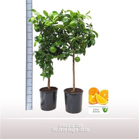 Citrus Arancia On Stem
