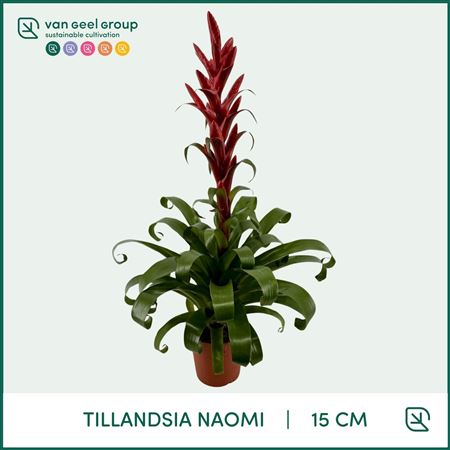 Tillandsia Naomi St. 2-3 (van Geel)