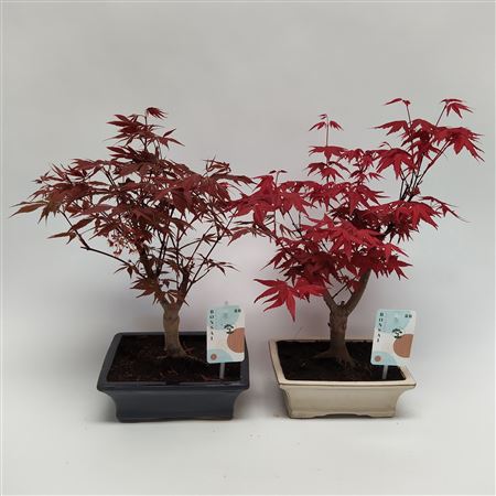 Bonsai Mix Landscape