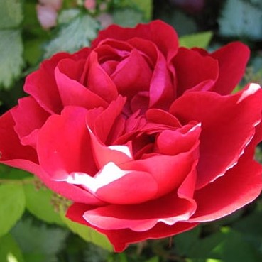 Роза парковая Морден Аморетт