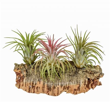 Tillandsia Cork Medium