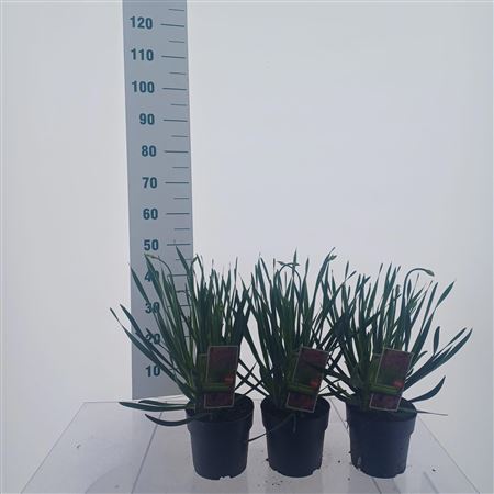 Allium Cobalt Millenium