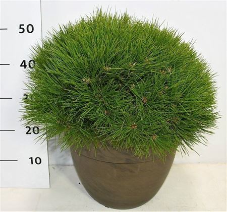 Pinus Nigra Pierrick Bregeon In Terra Cotta