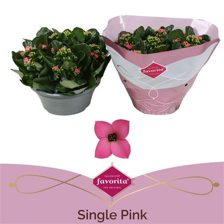 Kal Single Pink In Bowl