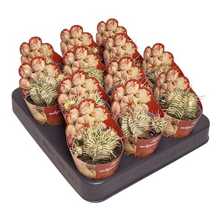 Euphorbia Meloformis Variegata Potcover