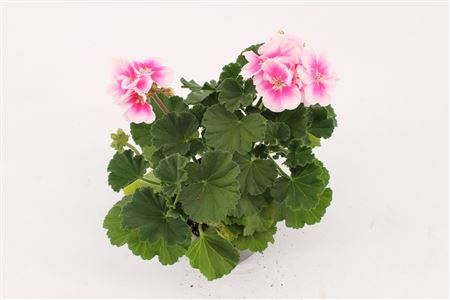 Pelargonium Zon Katy