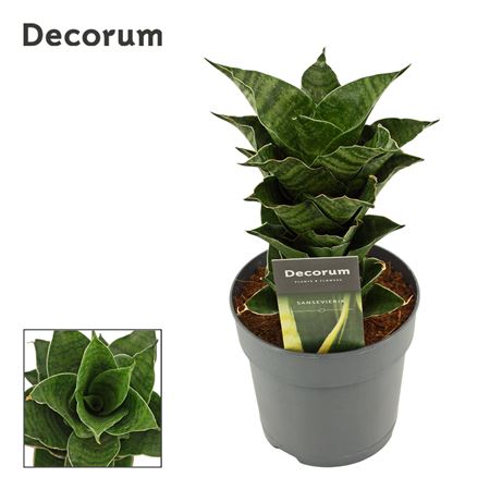 Sansevieria Mahanakorn Decorum)