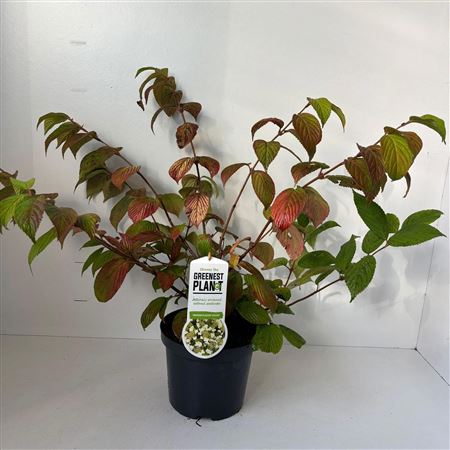 Viburnum Plic Cascade