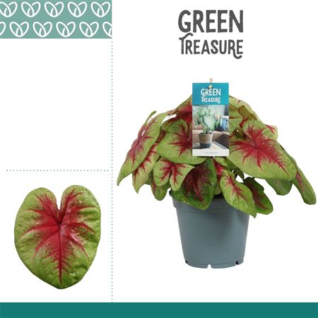 Caladium Lemon Blush
