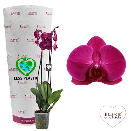 Phal 2st Stellenbosch 16+ (levo)