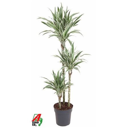 Drac White Stripe 90-60-30