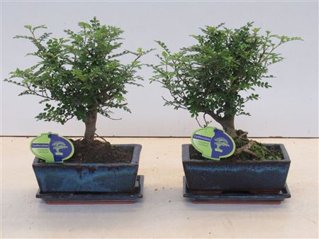 Bonsai Zanthoxylum Piperitum Broom With Dip Tray