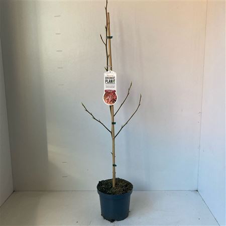 Liquidambar Styr Worplesdon
