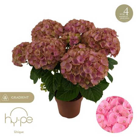Hydrangea Ma Hi Island Pink 7+ (hy-pe)