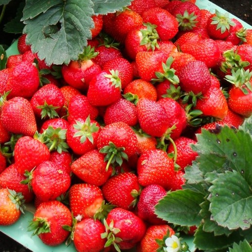 Земляника Иришка